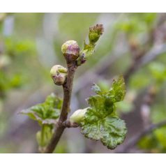 GEMMOTERÁPIA - RÜGYKIVONATOK- RÜGYTERÁPIA 